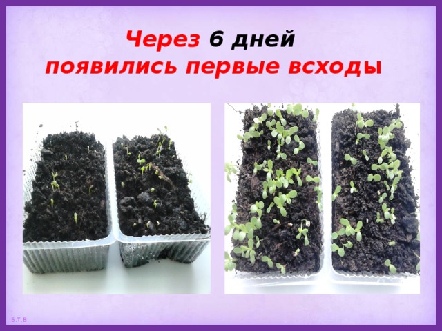 Через 6 дней   появились первые всход ы 