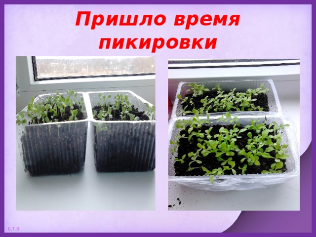 Пришло время пикировки 