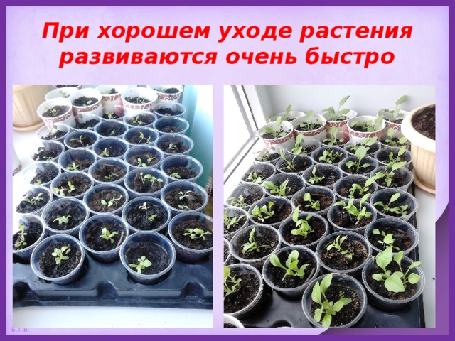 При хорошем уходе растения развиваются очень быстро 