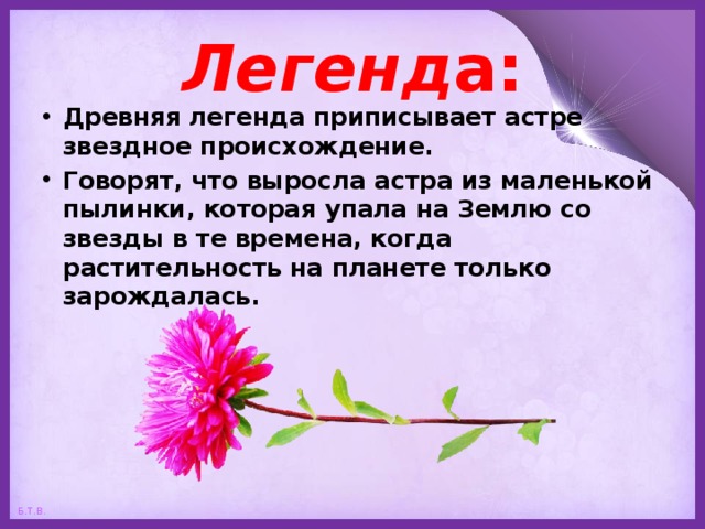 Легенд а: Древняя легенда приписывает астре звездное происхождение. Говорят, что выросла астра из маленькой пылинки, которая упала на Землю со звезды в те времена, когда растительность на планете только зарождалась.  