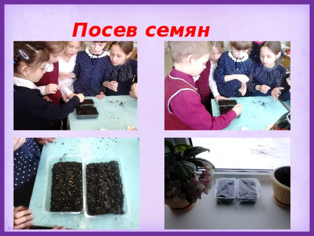 Посев семян 