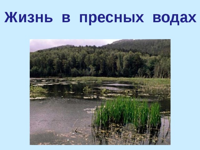 Жизнь в пресных водах. Жизнь в пресной воде. Тема жизнь в пресных Водах 4 класс. Конспект жизнь в пресных Водах. Жизнь в пресных Водах 4 класс окружающий мир.