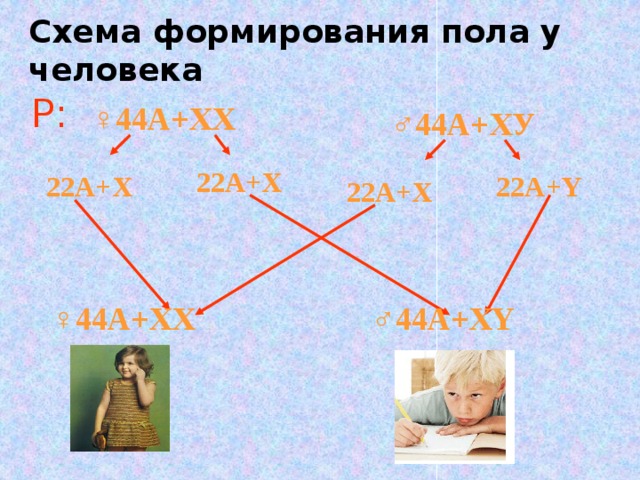 Схема формирования пола у человека Р: ♀ 44А+ХХ ♂ 44А+ХУ 22А+Х 22А+Х 22А+Y 22А+Х ♀ 44А+ХХ ♂ 44А+ХY 