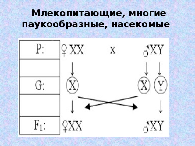   Млекопитающие, многие паукообразные, насекомые   