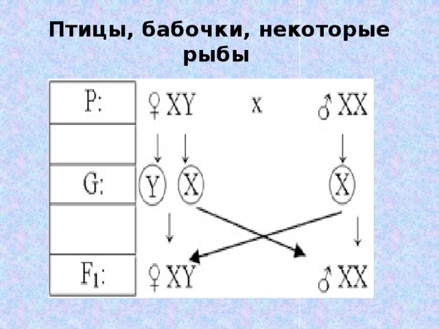 Птицы, бабочки, некоторые рыбы     