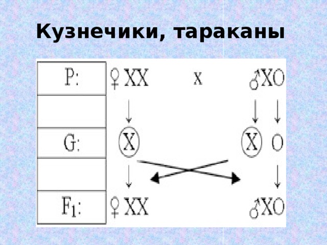 Кузнечики, тараканы   