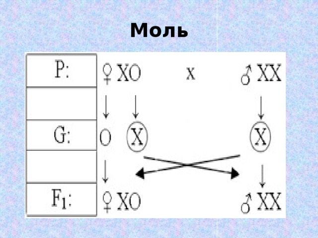   Моль   