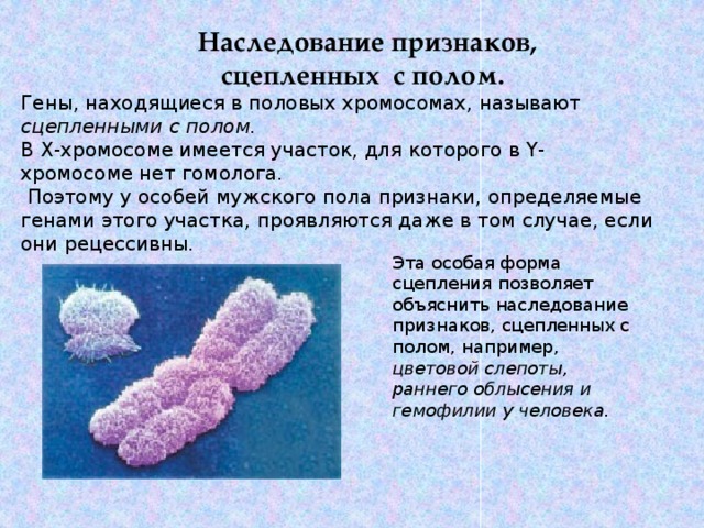  Наследование признаков, сцепленных с полом.    Гены, находящиеся в половых хромосомах, называют сцепленными с полом. В X-хромосоме имеется участок, для которого в Y- хромосоме нет гомолога.  Поэтому у особей мужского пола признаки, определяемые генами этого участка, проявляются даже в том случае, если они рецессивны. Эта особая форма сцепления позволяет объяснить наследование признаков, сцепленных с полом, например, цветовой слепоты, раннего облысения и гемофилии у человека.  