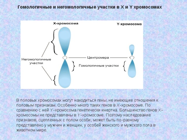 Гомологичные и негомологичные участки в X и Y хромосомах В половых хромосомах могут находиться гены, не имеющие отношения к половым признакам. Особенно много таких генов в Х – хромосоме. По сравнению с ней Y – хромосома генетически инертна. Большинство генов Х – хромосомы не представлены в Y – хромосоме. Поэтому наследование признаков, сцепленных с полом особи, может быть по – разному представлено у мужчин и женщин, у особей женского и мужского пола в животном мире. 