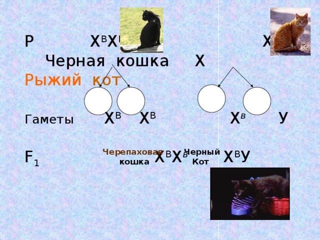 Р Х В Х В Х в У  Черная  кошка Х Рыжий  кот Гаметы Х В Х В Х в  У F 1 Х В Х в  Х В У Черепаховая Черный кошка Кот 