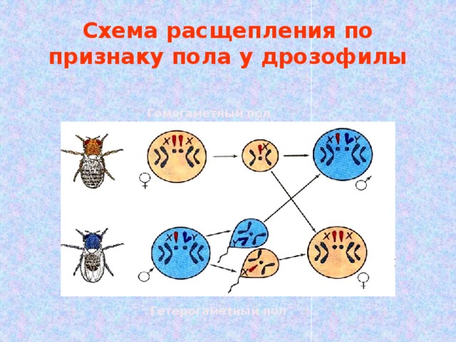 Способ изображения гомогаметного пола