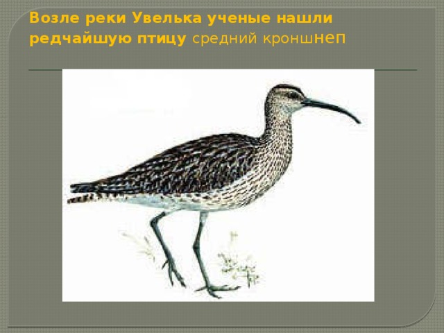 Возле реки Увелька ученые нашли редчайшую птицу средний кронш неп   