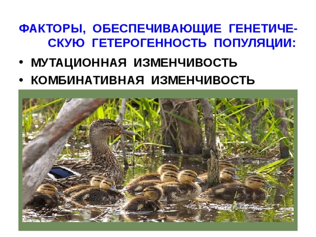ФАКТОРЫ, ОБЕСПЕЧИВАЮЩИЕ ГЕНЕТИЧЕ-СКУЮ ГЕТЕРОГЕННОСТЬ ПОПУЛЯЦИИ:   МУТАЦИОННАЯ ИЗМЕНЧИВОСТЬ КОМБИНАТИВНАЯ ИЗМЕНЧИВОСТЬ 