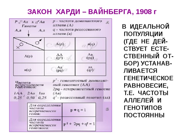 Закон харди вайнберга презентация