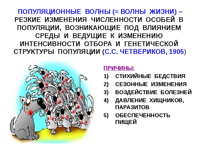 ПОПУЛЯЦИОННЫЕ ВОЛНЫ (= ВОЛНЫ ЖИЗНИ) – РЕЗКИЕ ИЗМЕНЕНИЯ ЧИСЛЕННОСТИ ОСОБЕЙ В ПОПУЛЯЦИИ, ВОЗНИКАЮЩИЕ ПОД ВЛИЯНИЕМ СРЕДЫ И ВЕДУЩИЕ К ИЗМЕНЕНИЮ ИНТЕНСИВНОСТИ ОТБОРА И ГЕНЕТИЧЕСКОЙ СТРУКТУРЫ ПОПУЛЯЦИИ ( С.С. ЧЕТВЕРИКОВ, 1905 ) ПРИЧИНЫ:  СТИХИЙНЫЕ БЕДСТВИЯ СЕЗОННЫЕ ИЗМЕНЕНИЯ ВОЗДЕЙСТВИЕ БОЛЕЗНЕЙ ДАВЛЕНИЕ ХИЩНИКОВ, ПАРАЗИТОВ ОБЕСПЕЧЕННОСТЬ ПИЩЕЙ 