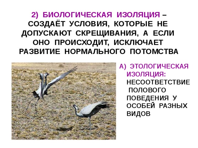2) БИОЛОГИЧЕСКАЯ ИЗОЛЯЦИЯ – СОЗДАЁТ УСЛОВИЯ, КОТОРЫЕ НЕ ДОПУСКАЮТ СКРЕЩИВАНИЯ, А ЕСЛИ ОНО ПРОИСХОДИТ, ИСКЛЮЧАЕТ РАЗВИТИЕ НОРМАЛЬНОГО ПОТОМСТВА А) ЭТОЛОГИЧЕСКАЯ ИЗОЛЯЦИЯ: НЕСООТВЕТСТВИЕ ПОЛОВОГО ПОВЕДЕНИЯ У ОСОБЕЙ РАЗНЫХ ВИДОВ 