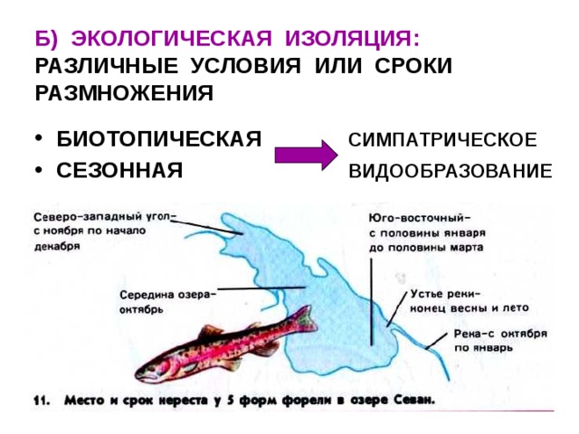 Изоляция эволюционный фактор презентация