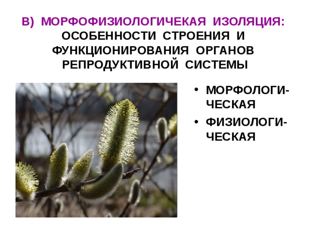 В) МОРФОФИЗИОЛОГИЧЕКАЯ ИЗОЛЯЦИЯ: ОСОБЕННОСТИ СТРОЕНИЯ И ФУНКЦИОНИРОВАНИЯ ОРГАНОВ РЕПРОДУКТИВНОЙ СИСТЕМЫ МОРФОЛОГИ-ЧЕСКАЯ ФИЗИОЛОГИ-ЧЕСКАЯ 