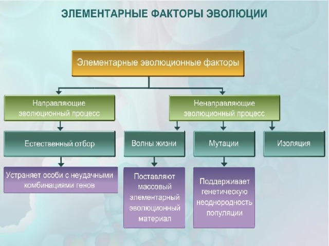 Какой фактор эволюции иллюстрирует рисунок каков характер действия этого фактора