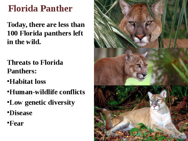 Florida Panther Today, there are less than 100 Florida panthers left in the wild.  Threats to Florida Panthers: Habitat loss Human-wildlife conflicts Low genetic diversity Disease Fear 
