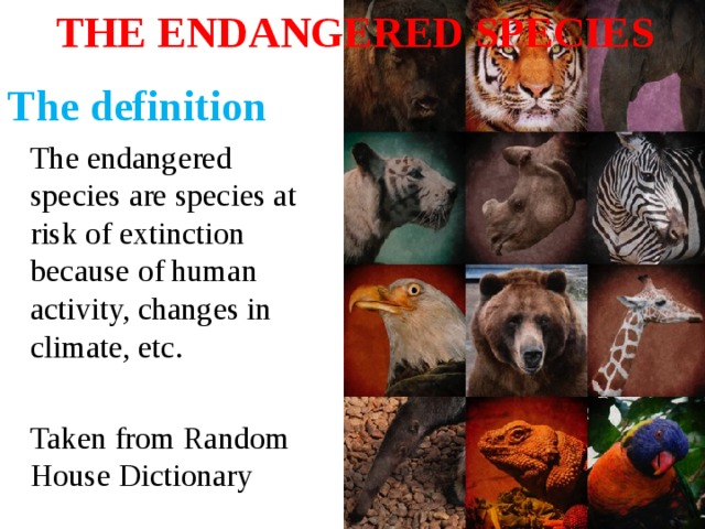 THE ENDANGERED SPECIES  The definition The endangered species are species at risk of extinction because of human activity, changes in climate, etc. Taken from Random House Dictionary 