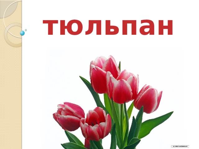 тюльпан 