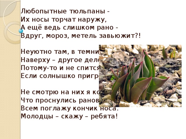 Любопытные тюльпаны -  Их носы торчат наружу,  А ещё ведь слишком рано -  Вдруг, мороз, метель завьюжит?!   Неуютно там, в темнице,  Наверху – другое дело!  Потому-то и не спится,  Если солнышко пригрело.   Не смотрю на них я косо,  Что проснулись рановато.  Всем поглажу кончик носа.  Молодцы – скажу – ребята! 