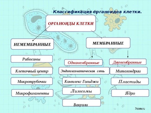 Органоиды клетки егэ рисунки