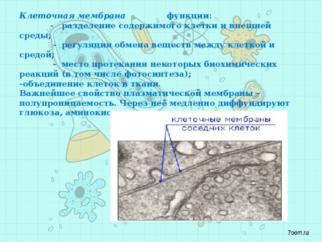        Клеточная мембрана  функции:  - разделение содержимого клетки и внешней среды;  - регуляция обмена веществ между клеткой и средой;  - место протекания некоторых биохимических реакций (в том числе фотосинтеза);  -объединение клеток в ткани.  Важнейшее свойство плазматической мембраны – полупроницаемость. Через неё медленно диффундируют глюкоза, аминокислоты, жирные кислоты и ионы. 