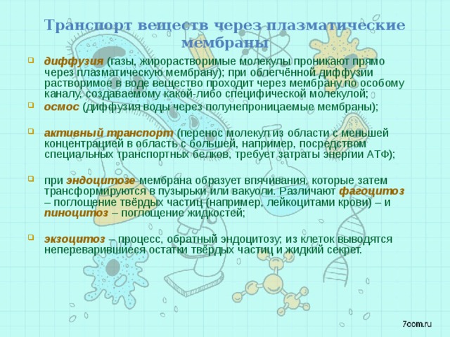 Транспорт веществ через плазматические мембраны   диффузия (газы, жирорастворимые молекулы проникают прямо через плазматическую мембрану); при облегчённой диффузии растворимое в воде вещество проходит через мембрану по особому каналу, создаваемому какой-либо специфической молекулой; осмос (диффузия воды через полунепроницаемые мембраны); активный транспорт (перенос молекул из области с меньшей концентрацией в область с большей, например, посредством специальных транспортных белков, требует затраты энергии АТФ); при эндоцитозе мембрана образует впячивания, которые затем трансформируются в пузырьки или вакуоли. Различают фагоцитоз – поглощение твёрдых частиц (например, лейкоцитами крови) – и пиноцитоз – поглощение жидкостей; экзоцитоз – процесс, обратный эндоцитозу; из клеток выводятся непереварившиеся остатки твёрдых частиц и жидкий секрет. 