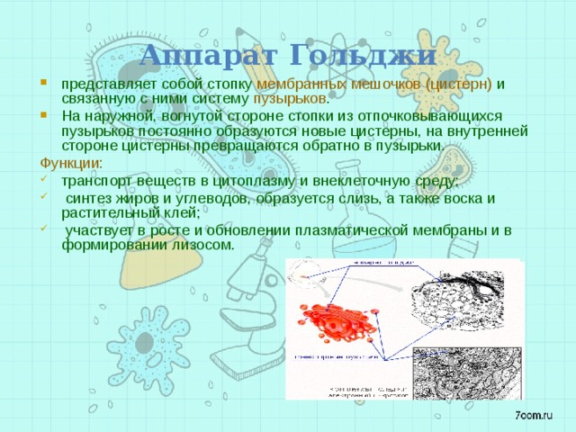 Аппарат Гольджи представляет собой стопку. Аппарат Гольджи система мембранных мешочков которые образуют. Стопки мембранных цистерн функции. Аппарат Гольджи синтезирует органические вещества из неорганических.