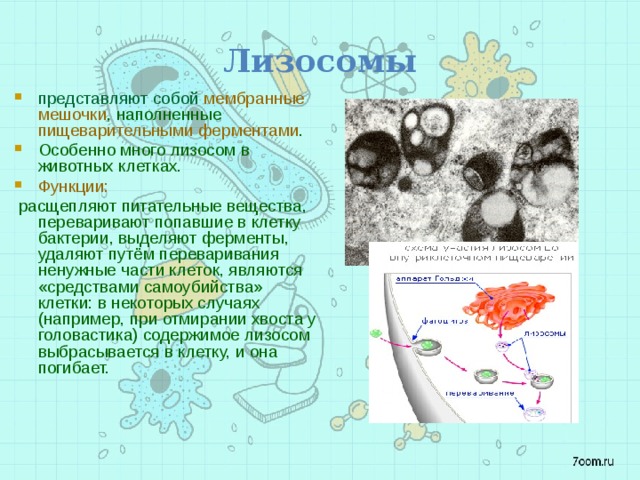 Лизосомы представляют собой мембранные мешочки , наполненные пищеварительными ферментами . Особенно много лизосом в животных клетках. Функции:  расщепляют питательные вещества, переваривают попавшие в клетку бактерии, выделяют ферменты, удаляют путём переваривания ненужные части клеток, являются «средствами самоубийства» клетки: в некоторых случаях (например, при отмирании хвоста у головастика) содержимое лизосом выбрасывается в клетку, и она погибает. 