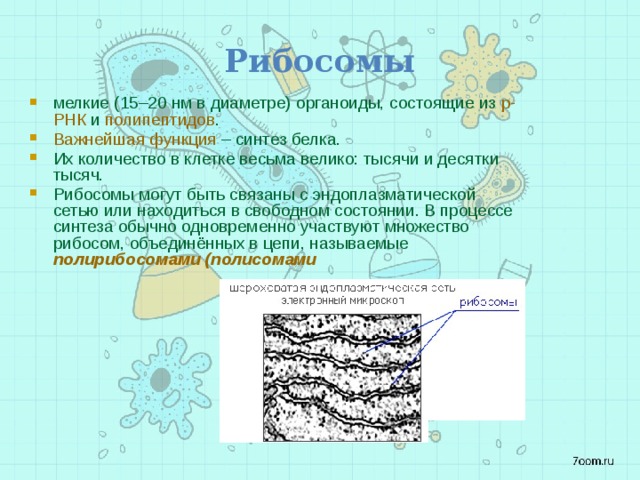 Рибосомы мелкие (15–20 нм в диаметре) органоиды, состоящие из р-РНК и полипептидов . Важнейшая функция – синтез белка. Их количество в клетке весьма велико: тысячи и десятки тысяч. Рибосомы могут быть связаны с эндоплазматической сетью или находиться в свободном состоянии. В процессе синтеза обычно одновременно участвуют множество рибосом, объединённых в цепи, называемые полирибосомами (полисомами 