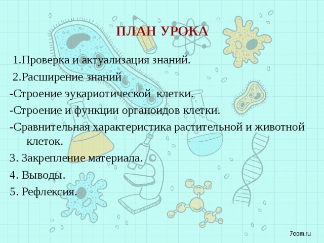 План урока  1.Проверка и актуализация знаний.  2.Расширение знаний -Строение эукариотической клетки. -Строение и функции органоидов клетки. -Сравнительная характеристика растительной и животной клеток. 3. Закрепление материала. 4. Выводы. 5. Рефлексия. 