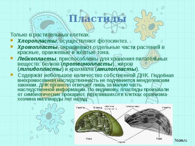 Пластиды Только в растительных клетках. Хлоропласты , осуществляют фотосинтез. Хромопласты , окрашивают отдельные части растений в красные, оранжевые и жёлтые тона. Лейкопласты , приспособлены для хранения питательных веществ: белков ( протеинопласты ), жиров ( липидопласты ) и крахмала ( амилопласты ). Содержат небольшое количество собственной ДНК. Подобная внехромосомная наследственность не подчиняется менделевским законам. ДНК органелл отвечает лишь за малую часть наследственной информации. По-видимому, пластиды произошли от симбиотических прокариот, поселившихся в клетках организма-хозяина миллиарды лет назад. 