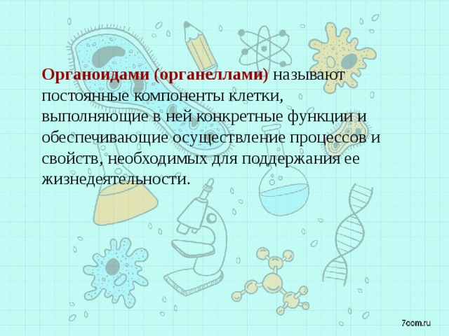 Органоидами (органеллами)  называют постоянные компоненты клетки, выполняющие в ней конкретные функции и обеспечивающие осуществление процессов и свойств, необходимых для поддержания ее жизнедеятельности. 