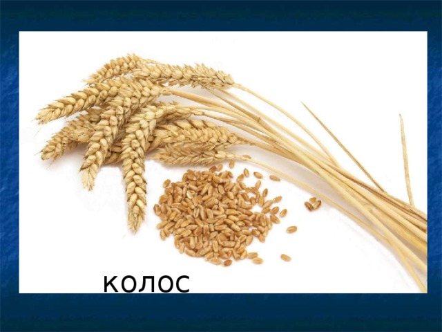 колос