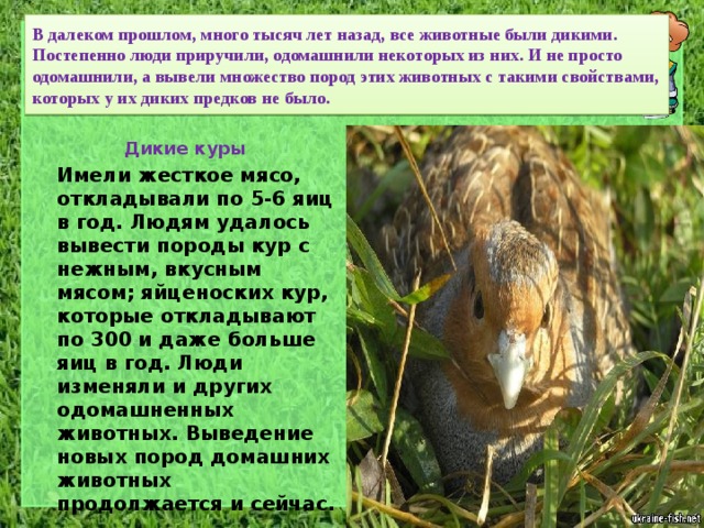 В далеком прошлом, много тысяч лет назад, все животные были дикими. Постепенно люди приручили, одомашнили некоторых из них. И не просто одомашнили, а вывели множество пород этих животных с такими свойствами, которых у их диких предков не было. Дикие куры  Имели жесткое мясо, откладывали по 5-6 яиц в год. Людям удалось вывести породы кур с нежным, вкусным мясом; яйценоских кур, которые откладывают по 300 и даже больше яиц в год. Люди изменяли и других одомашненных животных. Выведение новых пород домашних животных продолжается и сейчас. 