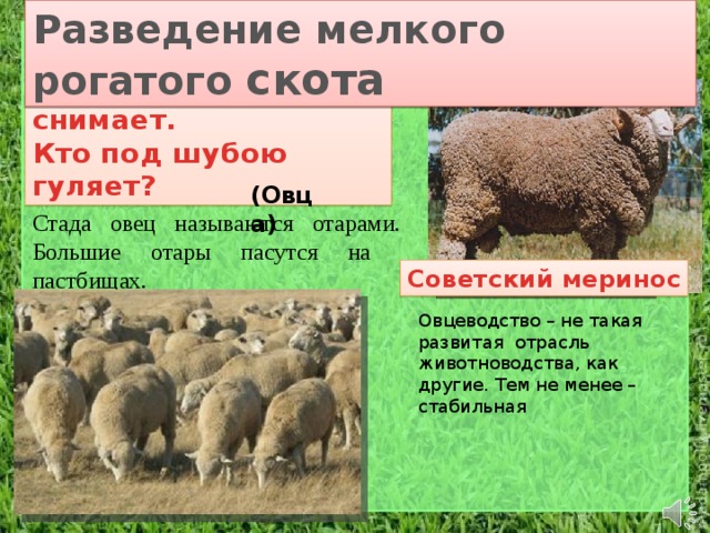 Разведение мелкого рогатого скота Шубу дважды в год снимает.  Кто под шубою гуляет? (Овца) Стада овец называются отарами. Большие отары пасутся на пастбищах. Советский меринос Овцеводство – не такая развитая отрасль животноводства, как другие. Тем не менее – стабильная 