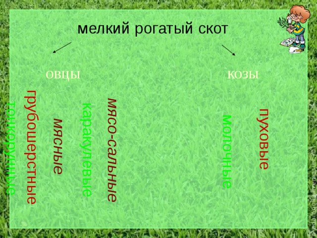 тонкорунные грубошерстные мясные каракулевые мясо-сальные молочные пуховые мелкий рогатый скот овцы козы 