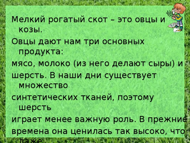 Мелкий рогатый скот – это овцы и козы. Овцы дают нам три основных продукта: мясо, молоко (из него делают сыры) и шерсть. В наши дни существует множество синтетических тканей, поэтому шерсть играет менее важную роль. В прежние времена она ценилась так высоко, что даже короли заводили себе многочисленные стада овец. 