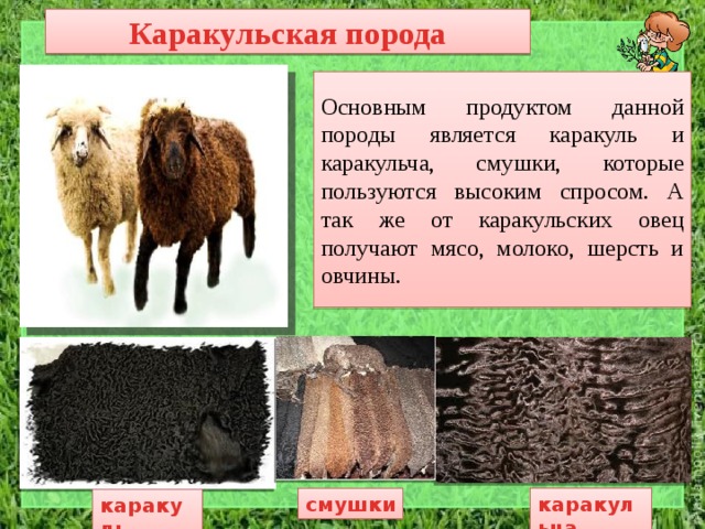Каракульская порода Основным продуктом данной породы является каракуль и каракульча, смушки, которые пользуются высоким спросом. А так же от каракульских овец получают мясо, молоко, шерсть и овчины. каракульча смушки каракуль 