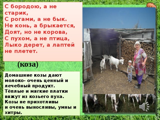 С бородою, а не старик,  С рогами, а не бык.  Не конь, а брыкается,  Доят, но не корова,  С пухом, а не птица,  Лыко дерет, а лаптей не плетет.   (коза) Домашние козы дают молоко- очень ценный и лечебный продукт. Тёплые и мягкие платки вяжут из козьего пуха. Козы не прихотливы и очень выносливы, умны и хитры. 