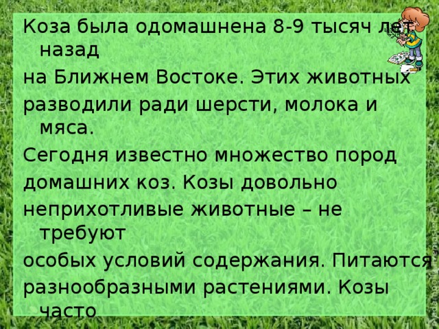 Коза была одомашнена 8-9 тысяч лет назад на Ближнем Востоке. Этих животных разводили ради шерсти, молока и мяса. Сегодня известно множество пород домашних коз. Козы довольно неприхотливые животные – не требуют особых условий содержания. Питаются разнообразными растениями. Козы часто наведываются за кормом в сады и огороды, с лёгкостью перепрыгивая через ограду. 