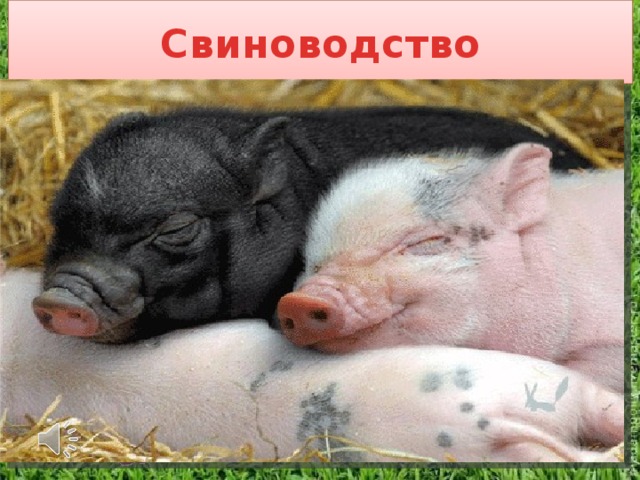 Свиноводство Спереди — пятачок,  Сзади — крючок,  Посредине — спинка,  На спинке — щетинка. . Основная порода свиней — крупная белая. 