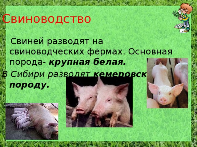 Свиноводство  Свиней разводят на свиноводческих фермах. Основная порода- крупная белая. В Сибири разводят кемеровскую породу.  