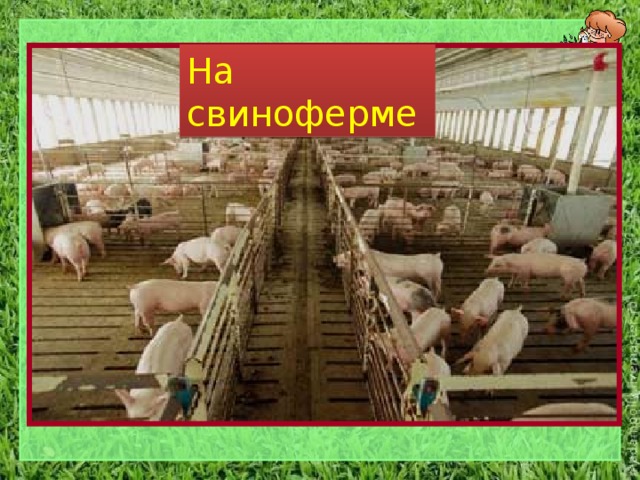 На свиноферме 