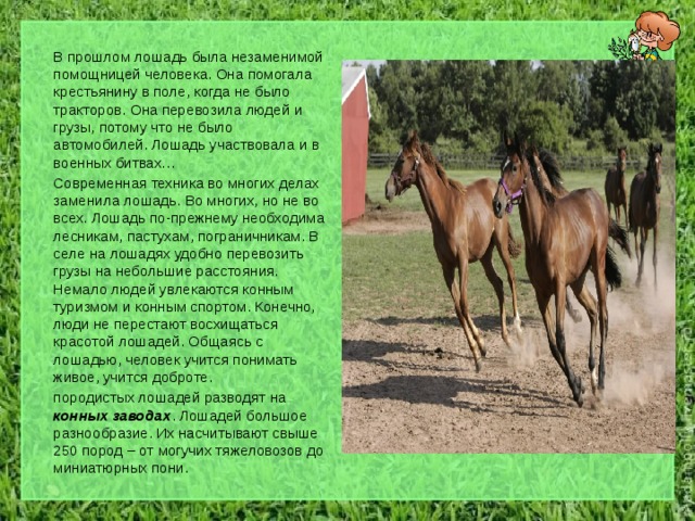  В прошлом лошадь была незаменимой помощницей человека. Она помогала крестьянину в поле, когда не было тракторов. Она перевозила людей и грузы, потому что не было автомобилей. Лошадь участвовала и в военных битвах…  Современная техника во многих делах заменила лошадь. Во многих, но не во всех. Лошадь по-прежнему необходима лесникам, пастухам, пограничникам. В селе на лошадях удобно перевозить грузы на небольшие расстояния. Немало людей увлекаются конным туризмом и конным спортом. Конечно, люди не перестают восхищаться красотой лошадей. Общаясь с лошадью, человек учится понимать живое, учится доброте.  породистых лошадей разводят на конных заводах . Лошадей большое разнообразие. Их насчитывают свыше 250 пород – от могучих тяжеловозов до миниатюрных пони. 