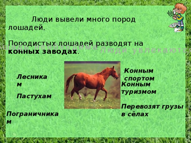 Лесникам Конным спортом  Люди вывели много пород лошадей. Породистых лошадей разводят на конных заводах . Лошадь необходима Люди увлекаются Конным туризмом Пастухам Перевозят грузы в сёлах Пограничникам 