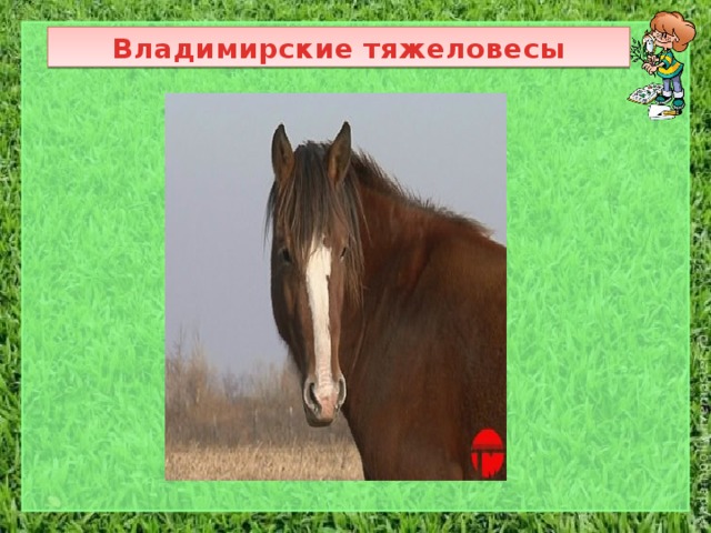 Владимирские тяжеловесы 